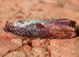 Maple-tip Borer